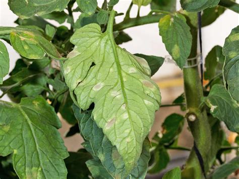 Tomato Plant Has Brown Spots On Leaves