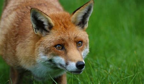 Red Fox Facts Diet And Habitat Information 2022