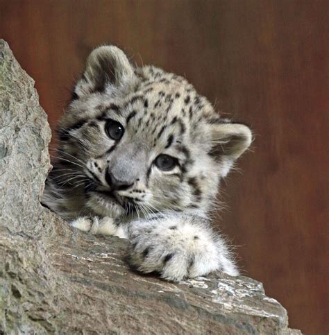 Snowleopard Krefeld Jn6a3927 Cute Cats Baby Snow Leopard Baby Animals