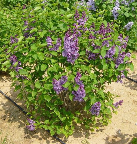 Syringa Sensation French Lilac Best Plants Fast Delivery