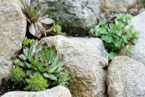 Hot glue along all four edges of the plastic. Build a Rock Garden in a Day | URBAN GARDENING IDEAS