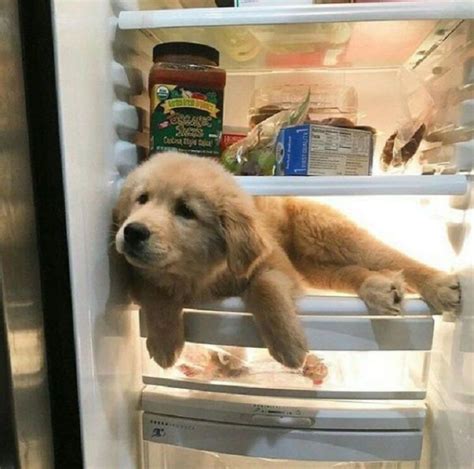 18 Moments Of Cute Animals Being Adorably Silly