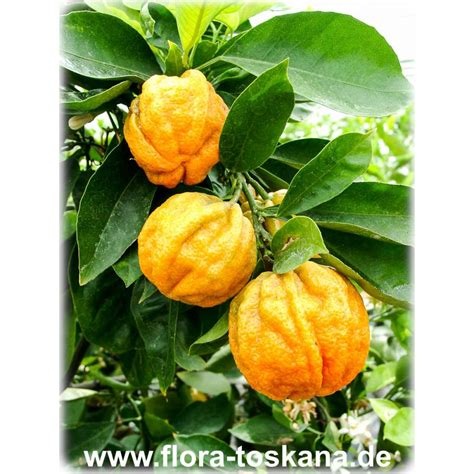 It is used in weight management. Citrus aurantium 'Consolei' - Gefurchte Bitterorange ...
