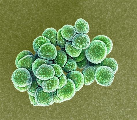 Mrsa Bacteria Photograph By Science Photo Library Pixels