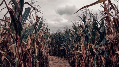Looking For A Scary Corn Maze 13 Best Haunted Corn Mazes In The Usa