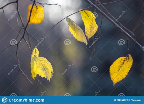 The Lone Autumn Leaf On The Tree Stock Photo Image Of Flora Design