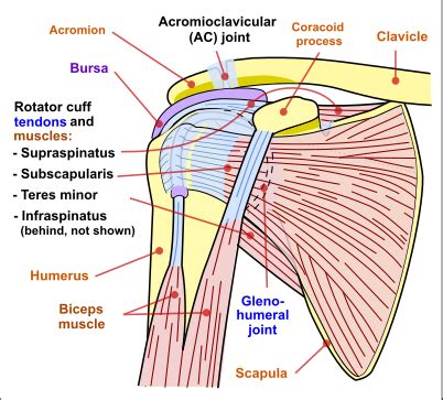 The shoulder isn't just one bone, it's actually made up of three different bones and various tendons, ligaments, and muscles.the three bones located in the shoulder are the humerus, the scapula, and the clavicle. Creating a Vibrant Healthy Life: Why suffer with shoulder ...