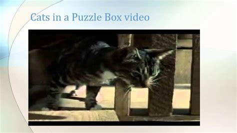 Thorndike Cats In A Puzzle Box Presentation Youtube