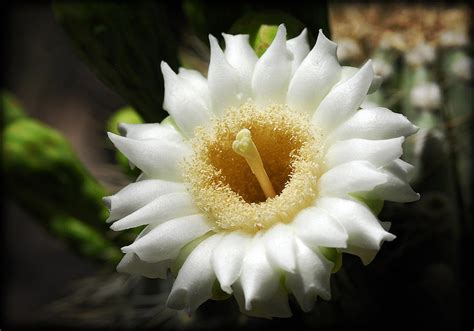 Saguaro Flower By Saija Lehtonen