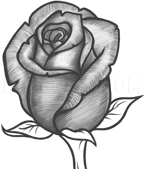 How to draw cherries step by step 3. How To Draw A Rose Bud, Rose Bud, Step by Step, Drawing ...