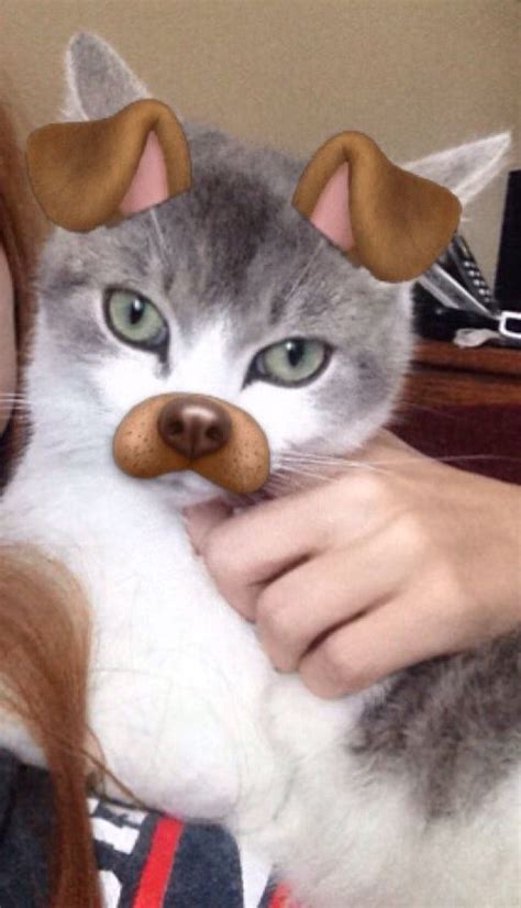 Cat With The Dog Snapchat Filter Cats Pets Cats Cat Lovers