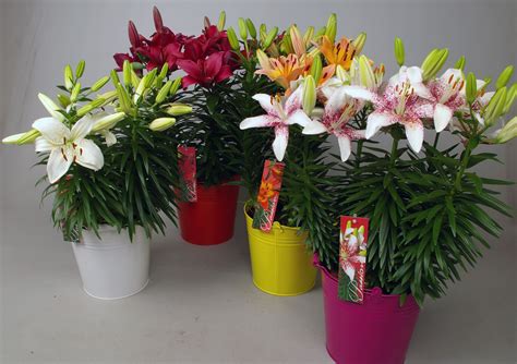 Passion Lily Mix In Happy Coloured Buckets Patio Plants Table