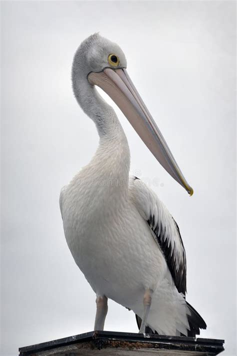 Australian Pelican Portrait Stock Image Image Of Black Three 14540747