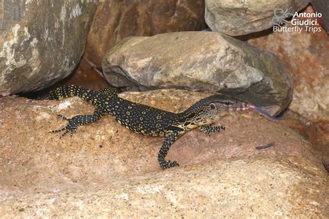 Young Water Monitor Lizard Varanidae Varanus Salvator Flickr