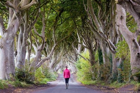 The Dark Hedges In Northern Ireland A Complete Visitors Guide