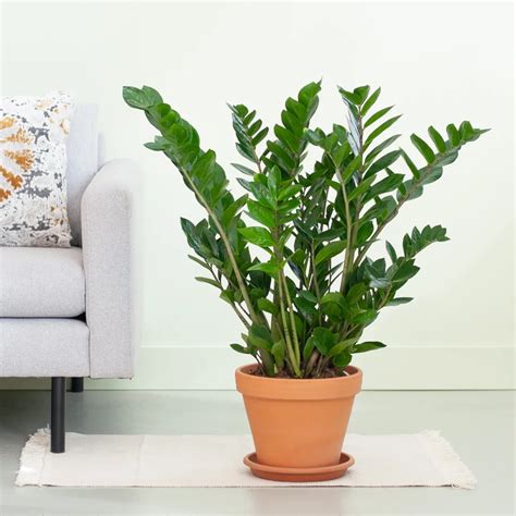 Zamioculcas Zamiifolia Zz Plant P21 Kopen Plantjenl