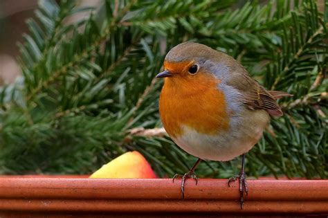 Maybe you would like to learn more about one of these? How to Invite birds on Balcony Garden | Balcony Garden Web