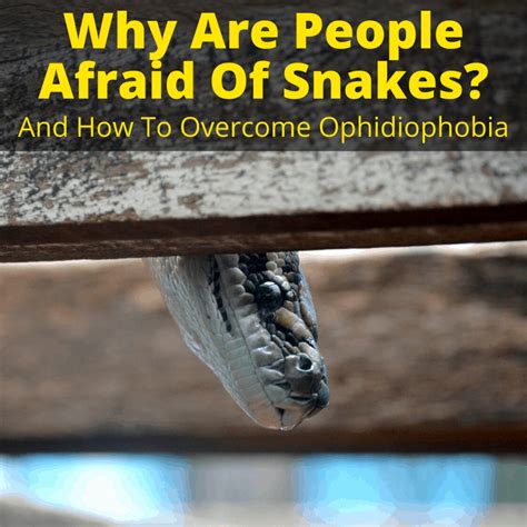 Why Are People Afraid Of Snakes And How To Overcome Ophidiophobia