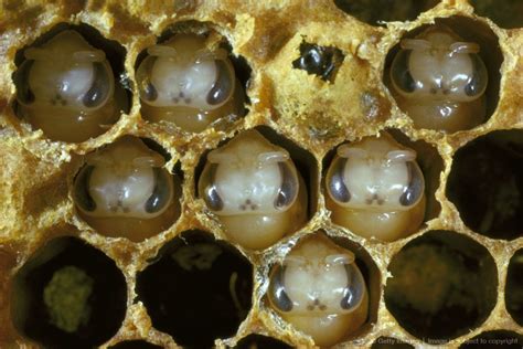 Baby Bees Image Detail For Honey Bee Apis Mellifera Worker Bee Pupae