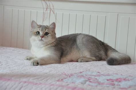 British Shorthair Golden Shaded Breeder Care About Cats