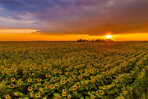 Sunflower Fields Near Goodland Western Kansas Usa Blaine