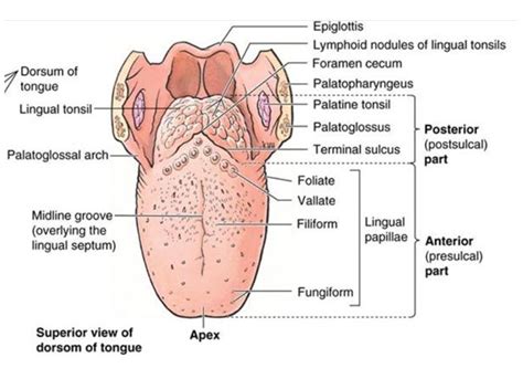 Tongue Focus Dentistry