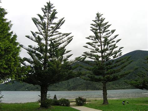 (IMAGE) nc11-weird-trees.jpg