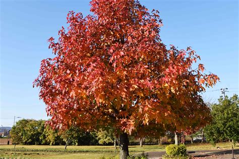 How To Grow And Care For Sweetgum Trees