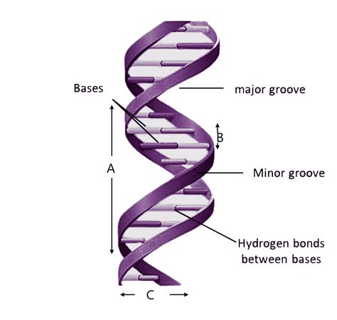 Ninth Grade Lesson Dna The Double Helix Structure Fun Vrogue Co