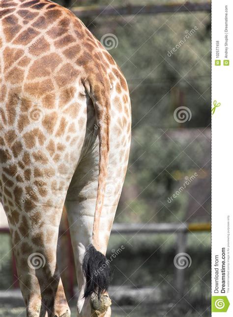 Giraffe Tail Stock Photo Image Of Skin Back Giraffe 102577458