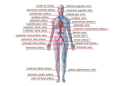 Diagram Diagram Of Arteries Throughout Body Mydiagramonline