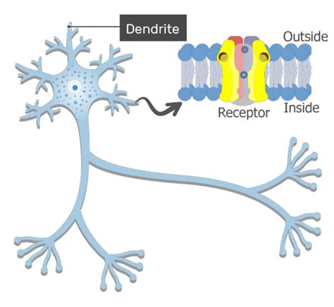 Dendrites Definition Structure And Function Getbodysmart
