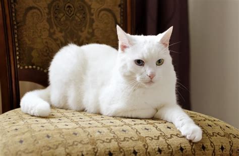 Deaf White Cat