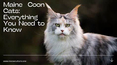 The Majestic Maine Coon Cats: Everything You Need To Know