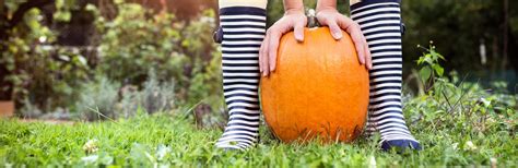 How To Grow Pumpkins For Halloween Lovethegarden