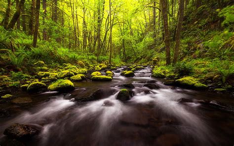 Ruckel Creek Falls Dans Le Columbia River Rock Green Moss Forest Trees