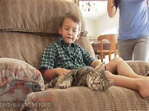 Heroic Cat Saves Kid From Dog Attack Rvideos