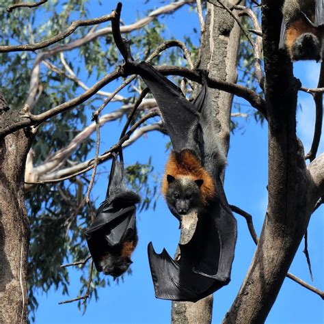 Trustfornature On Twitter These Threatened Grey Headed Flying Foxes