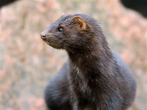 American Mink A Guide To Irelands Protected Habitats And Species