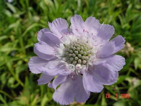 Duifkruid Schurftkruid Scabiosa Caucasica Perfecta Planten