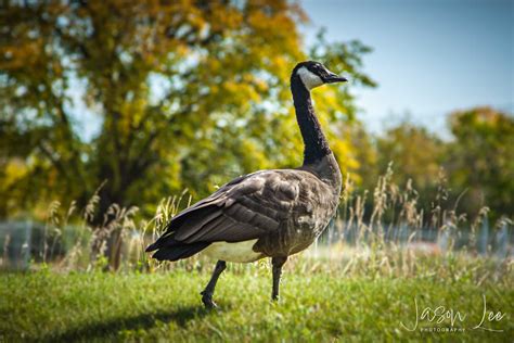 Canadian Goose Jason Lee Photography