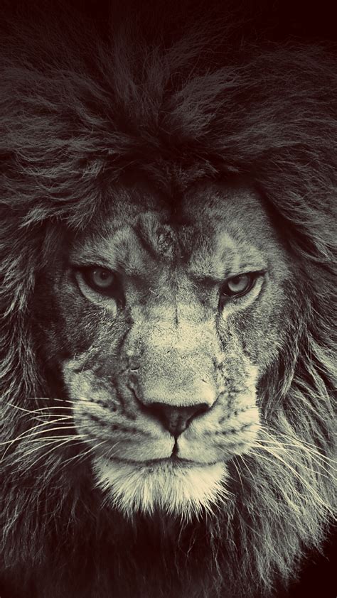 Lion Wallpapers Iphone