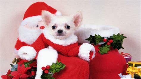 Cute Christmas Puppy Wallpapers On Wallpaperdog