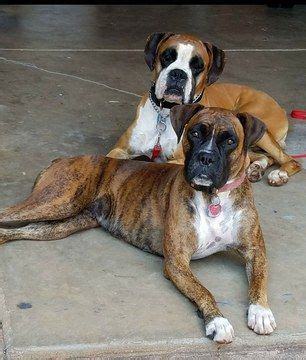 Click here to view a video of boxer with baby. Litter of 7 Boxer puppies for sale in GREENVILLE, SC. ADN-58902 on PuppyFinder.com Gender: Male ...