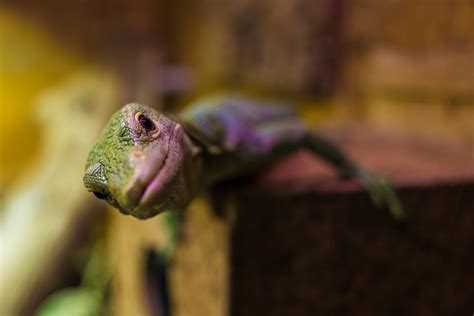 The Weirdest Lizards In The World That You Should Know About Outdoor
