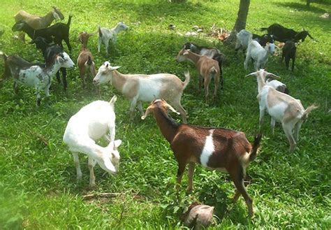 Raising Goats Benefits Farmers Environment Environewsph Philippine