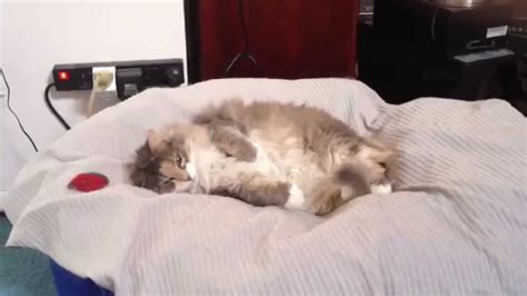 Cute Fat Fluffy Cat Struggles To Get Up Youtube