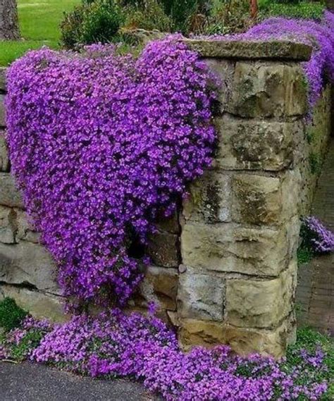 Purple Plants Ground Cover