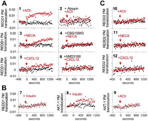 redd1 translocates to the plasma membrane upon activation of different download scientific