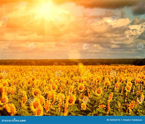 Golden Summer Sun Over The Sunflower Fields Stock Photo Image Of